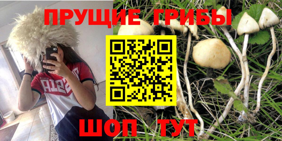 Галлюциногенные грибы Psilocybe Красноуфимск